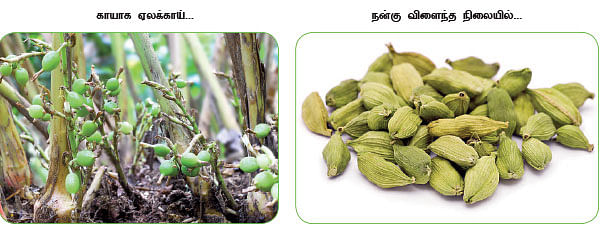 மாயா டீச்சரின் மந்திரக் கம்பளம்!