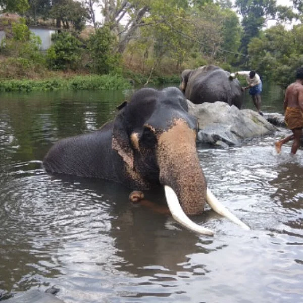 யானை