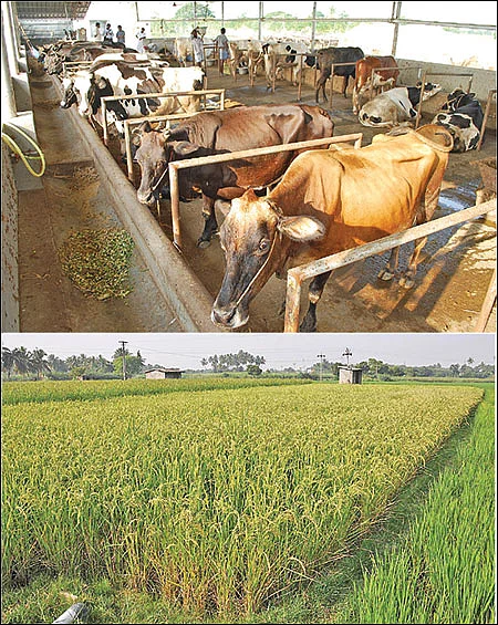 விளைச்சலை அதிகரிக்கும் ‘ஆம்’ - உதவிக்கு வரும் உயிரியல் - 11