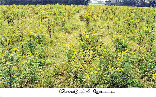 அறுபது சென்ட் நிலம்... ரூ76 ஆயிரம் லாபம்! - செழிப்பான லாபம் கொடுக்கும் செண்டுமல்லி!