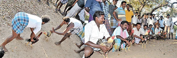 ''சேவலுக்கும் ராசி உண்டுங்க!''