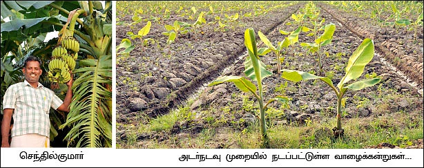 அதிக வருமானம் தரும் அடர்நடவு... சூறாவளி பாதிப்புக்கு சுலப தீர்வு...