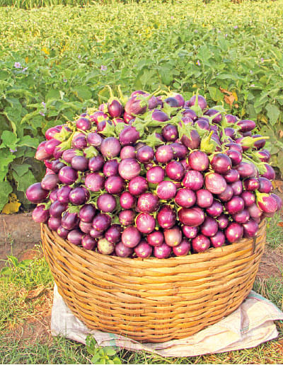 நீங்கள் கேட்டவை: நோனி பழச்சாறு லிட்டர் ரூ 1,500!