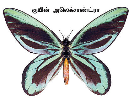 மாயா டீச்சரின் மந்திரக் கம்பளம்!