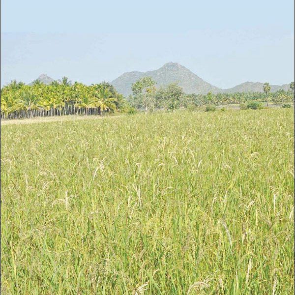 நீங்கள் கேட்டவை: வளமிழந்த நிலத்தை ஜீரோ பட்ஜெட் முறையில் வளமாக்க முடியுமா?