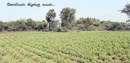 ஒரு ஏக்கர்... 5 மாதம்... 77 ஆயிரம் லாபம்...
