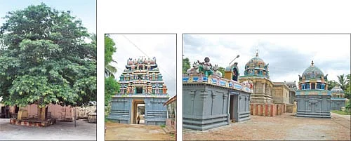 ஆரோக்கியம் அருளும் ஆலய விருட்சங்கள்!