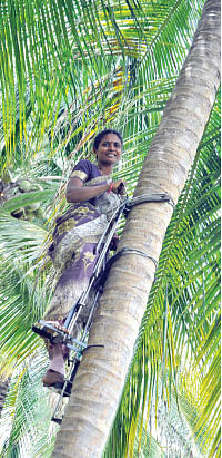 நீங்கள் கேட்டவை: ‘‘தென்னை மரம் ஏறும் கருவி எங்கு கிடைக்கும்?’’