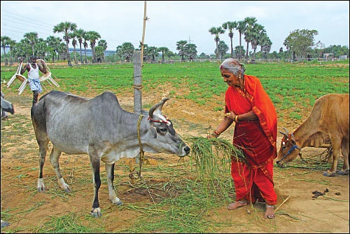 ‘கோ’ மாதா... ராம் ராம் பாட்டி!