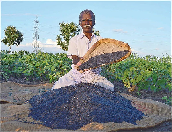 2 ஏக்கர்... 120 நாள்கள்... ரூ.47 ஆயிரம்... - கைகொடுத்த கறுப்பு கானம்!