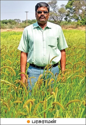 சிறுதானியச் சாகுபடிக்கு ஏற்ற சித்திரை மாதம்!