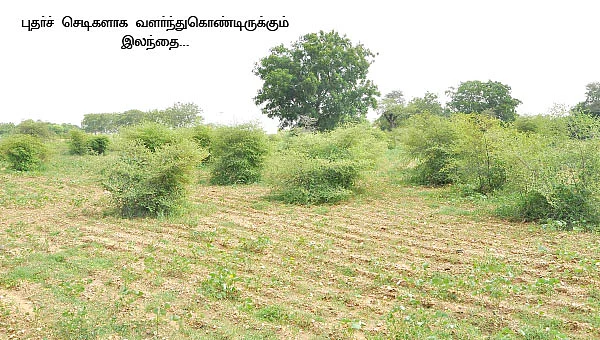 'இலந்தையைக் காப்பாற்றுங்கள்...'