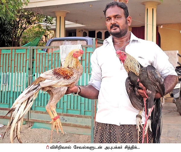 3 சேவல்... 8 கோழி... மாதம் ரூ 20 ஆயிரம் லாபம்!