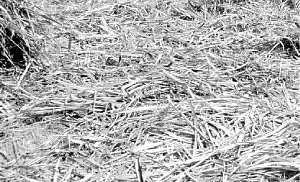 கரும்பு விவசாயிகளைக் கசக்கும் ஆலை!