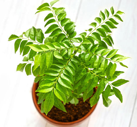 நாட்டு மருந்துக் கடை - 3