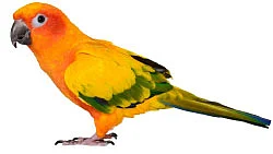 சொன்னதைச் சொல்லும் செல்லங்கள்