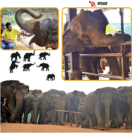 சாமாவின் நிரந்தர துயரம்!