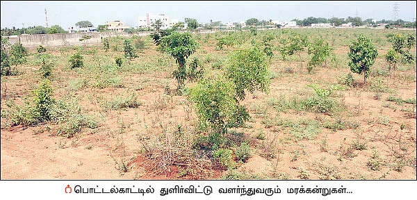 பசுமைப் பணியில் திண்டி மா வனம்!