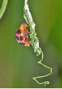 இயற்கைப் புடலை...