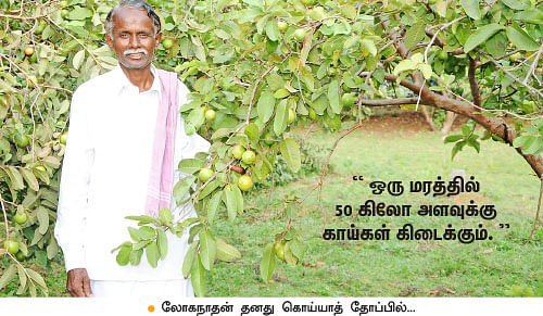 2 ஏக்கர்... ஆண்டுக்கு ரூ.1,50,000 லாபம்! குதூகல வருமானம் கொடுக்கும் கொய்யா!