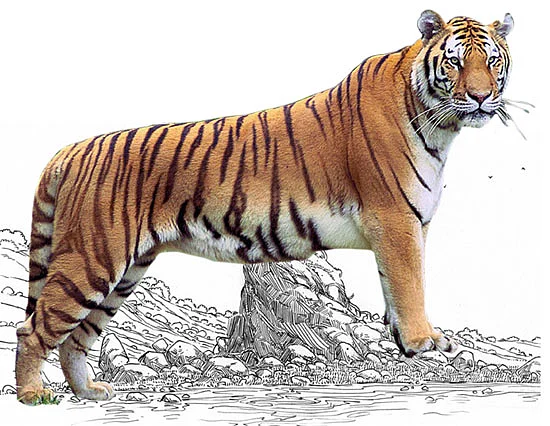 புலி வருது... புலி வருது!