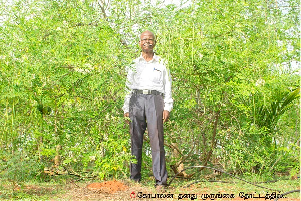 25 சென்ட்... ரூ 85 ஆயிரம்...! செழிப்பான வருமானம் கொடுக்கும் செடிமுருங்கை