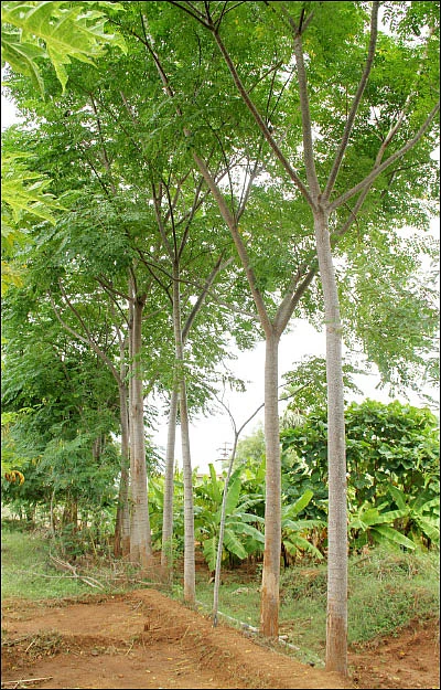 தண்டோரா