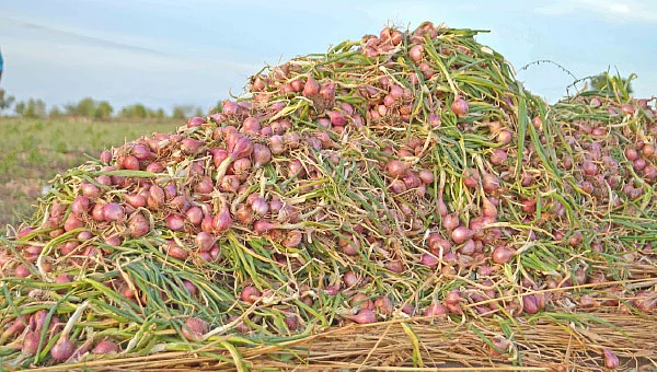 தண்டோரா