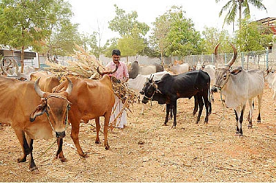 பஞ்சகவ்யா! - 18 - தினமும் 20 லிட்டர் பால்... மாதம் ரூ.60 ஆயிரம் வருமானம்!