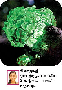 சுட்டி ஸ்டார் நியூஸ்...