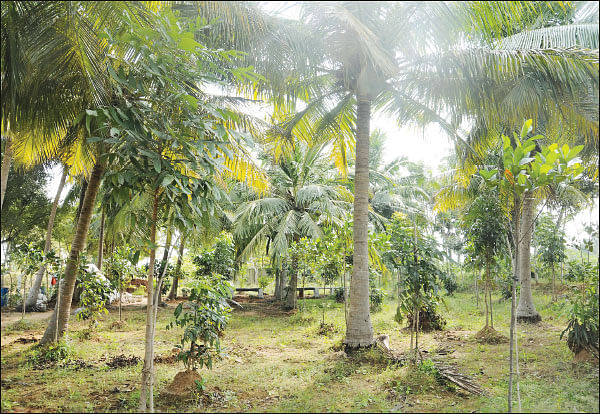 நீங்கள் கேட்டவை: “மரம் வளர்க்க வேண்டாம், காடு வளருங்கள்!”