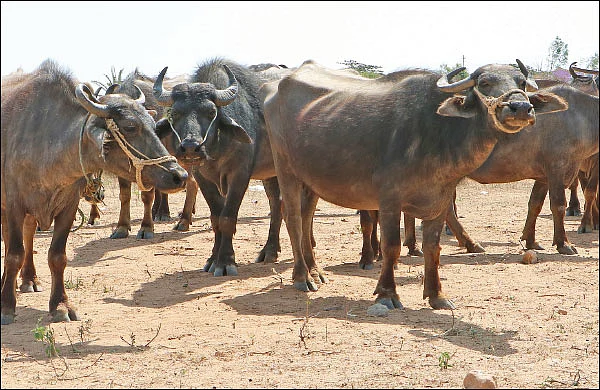 புரஜோஸ்டிரான் பஞ்சு... ஆடு, மாடுகளைச் சினைக்கு வர வைக்கும் தொழில்நுட்பம்!