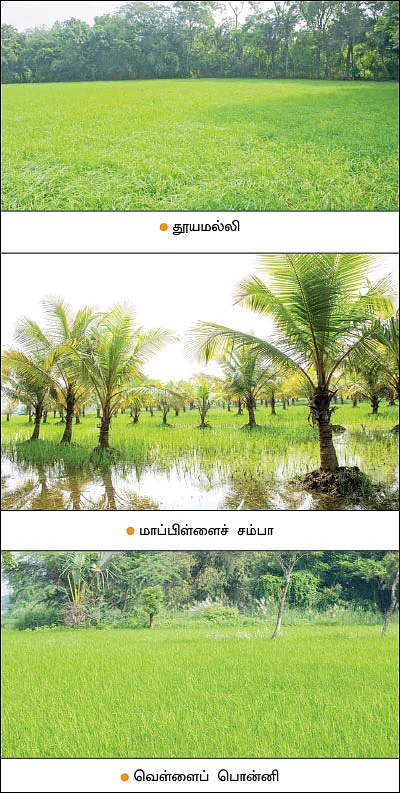 8 ஏக்கர்... பாரம்பர்ய நெல்... ஆண்டுக்கு ரூ. 2,88,000 - மதிப்புக் கூட்டினால் மகத்தான லாபம்!