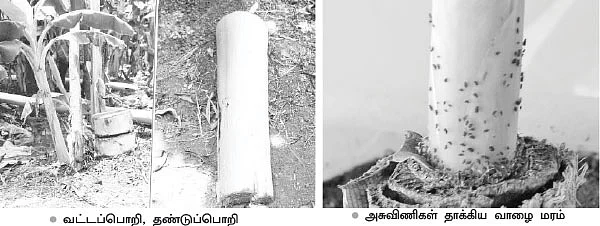 கூன்வண்டுகளின் எமன், பெவேரிய பாஸியானா!