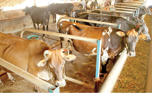 நீங்கள் கேட்டவை: நோனி பழச்சாறு லிட்டர் ரூ 1,500!