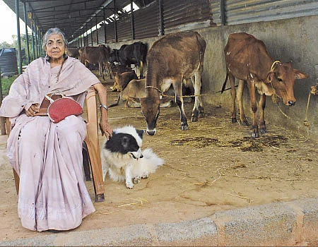 ஆயிரம் பசுக்களைத் தத்தெடுத்த அபூர்வ தாயுள்ளம்!
