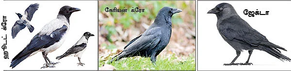 மாயா டீச்சரின் மந்திரக் கம்பளம்!