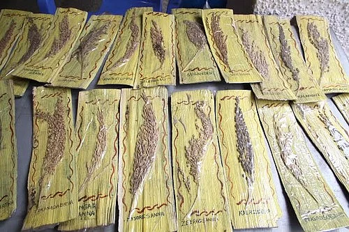 இயற்கை விவசாயம்...பாரம்பரிய விதை...நம்பிக்கையளிக்கும் இளைஞர்கள்!