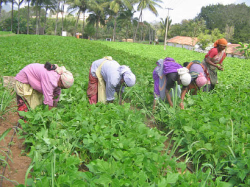 நீங்கள் கேட்டவை: ஃபிரெஞ்சு பீன்ஸ் சமவெளியில் வளருமா?