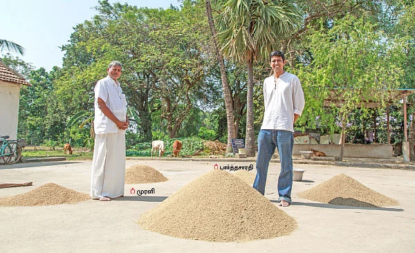 சீரக சம்பா, கிச்சிலி சம்பா, சொர்ணமசூரி...