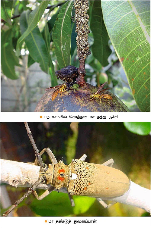 ஏன்... ஏன்? தெரிவோம்... தெளிவோம்! - 6 - மா... கவனிக்க வேண்டியவை எவை?