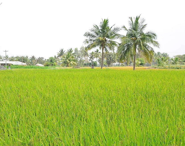 பருவமழைக்காலம் பூச்சி, நோய்கள்... உஷார்!