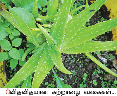நல்மருந்து - தெரிந்த செடிகள்... தெரியாத பயன்கள்! - 4