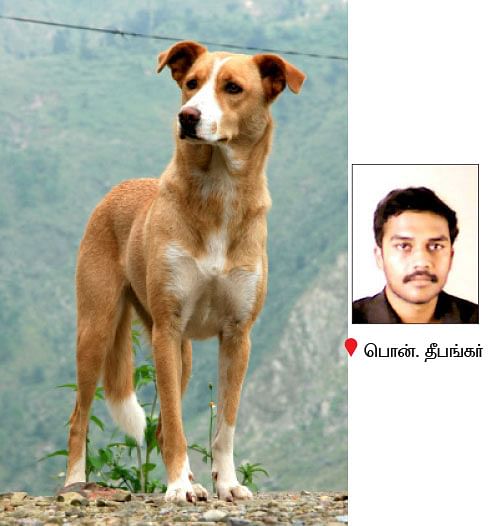 நீங்கள் கேட்டவை : தேனீ வளர்ப்புக்கு மானியம்... யாரைத் தொடர்பு கொள்வது? 