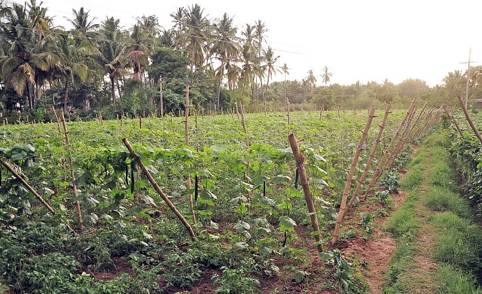 ஒரு ஏக்கரில் ரூ.3,20,000... பட்டையை கிளப்பும் பந்தல் காய்கறிகள்!