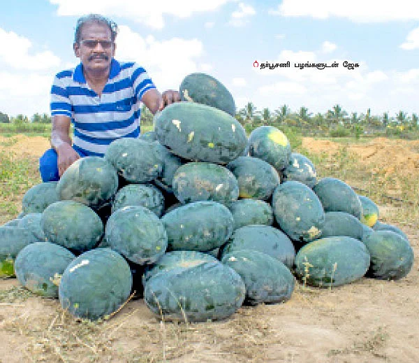 இயற்கை தர்பூசணி...