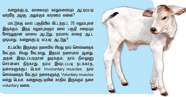 கண்ணே...கண்ணே... செல்லக் கண்ணே !