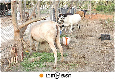 கலக்கலான வருமானம் தரும் கலப்புப் பயிர்கள்!