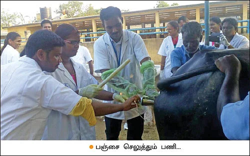 புரஜோஸ்டிரான் பஞ்சு... ஆடு, மாடுகளைச் சினைக்கு வர வைக்கும் தொழில்நுட்பம்!
