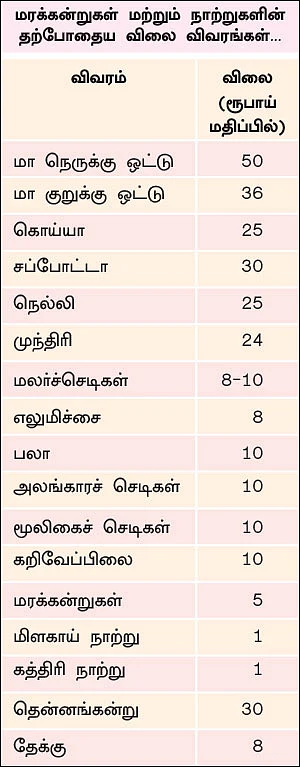 தரமான கன்றுகள்... நியாயமான விலை... விவசாயிகளுக்கு உதவும் மருங்குளம் பழப்பண்ணை!